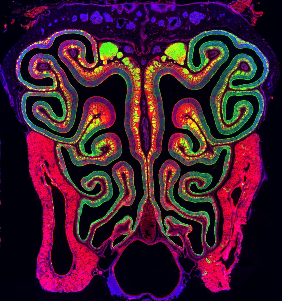 research articles about developmental biology