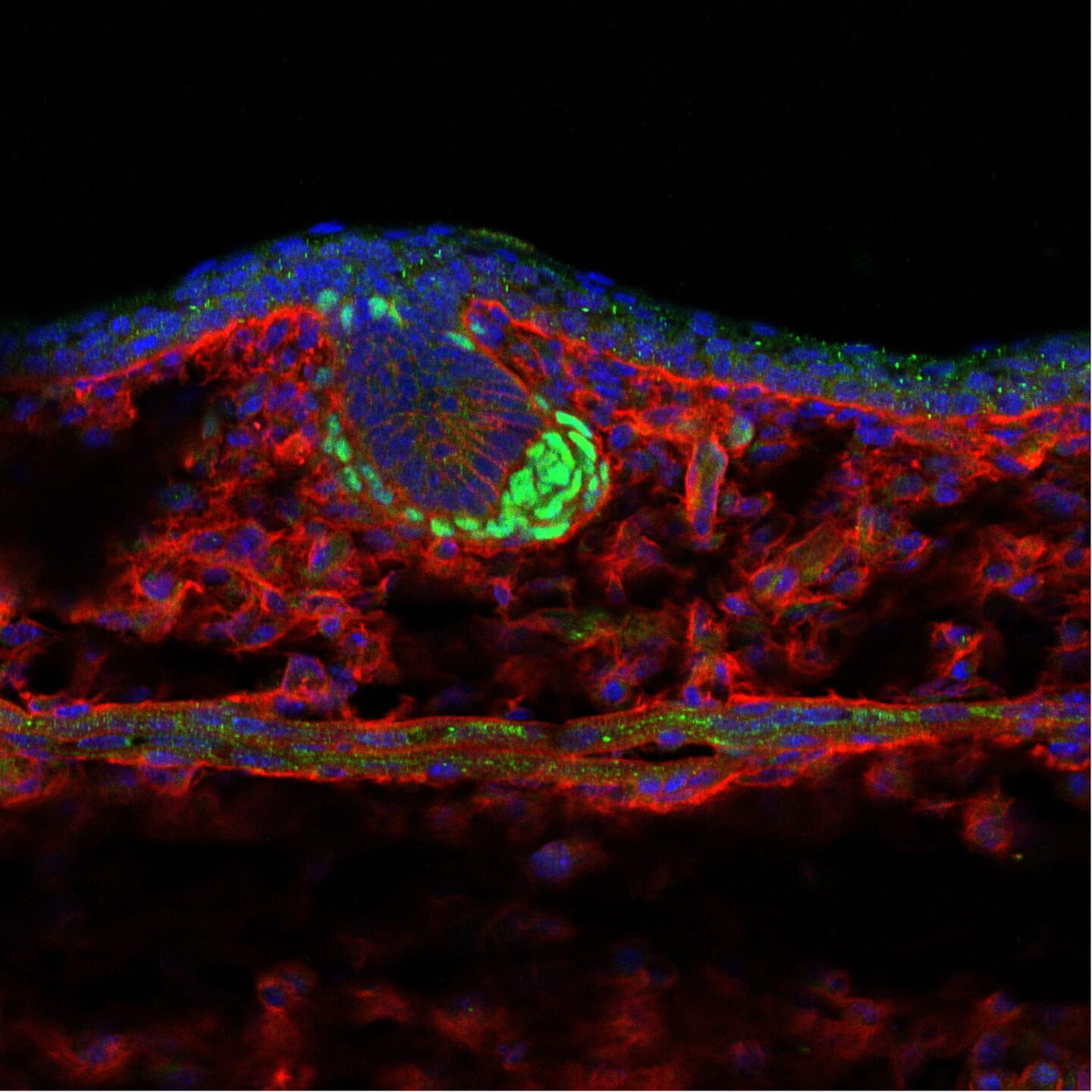 developmental biology experimental study