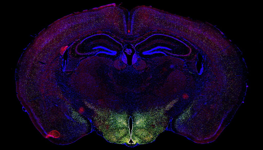 research articles about developmental biology