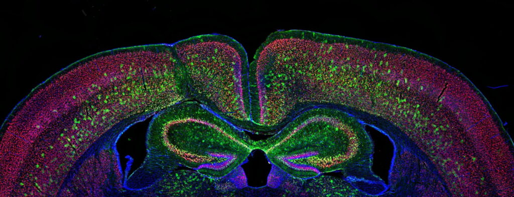 research articles about developmental biology